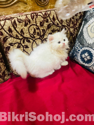 Traditional Persian female Cat